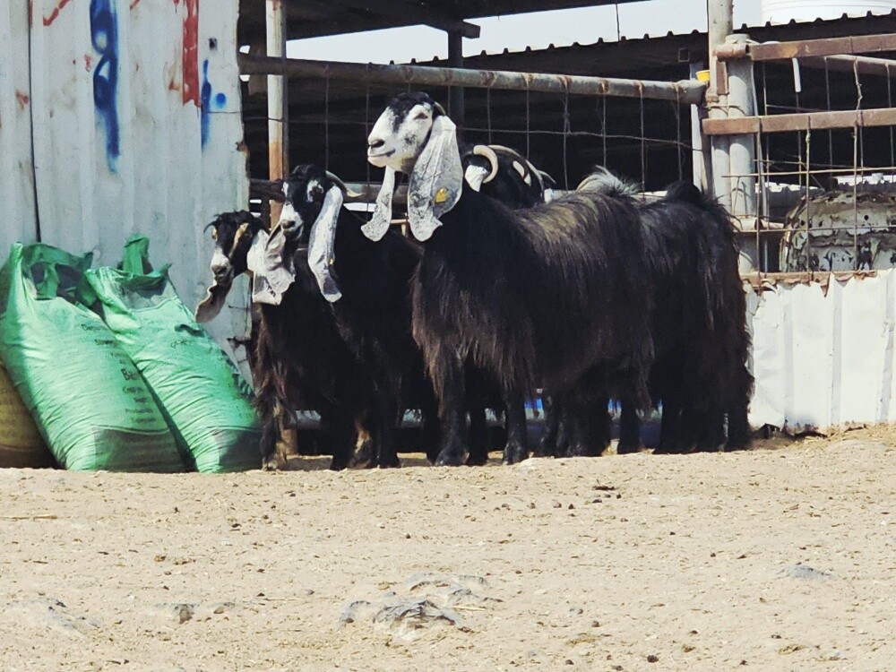للبيع معزه عوارض فاخره طيبه - 1