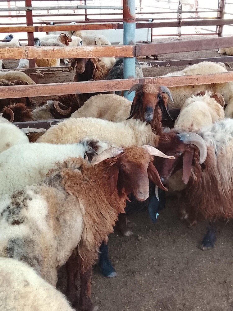 ذبايح طيبة تاصلك لأحد البيت - 2