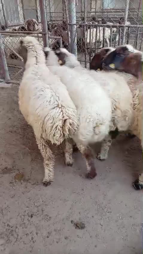 شياه - 1