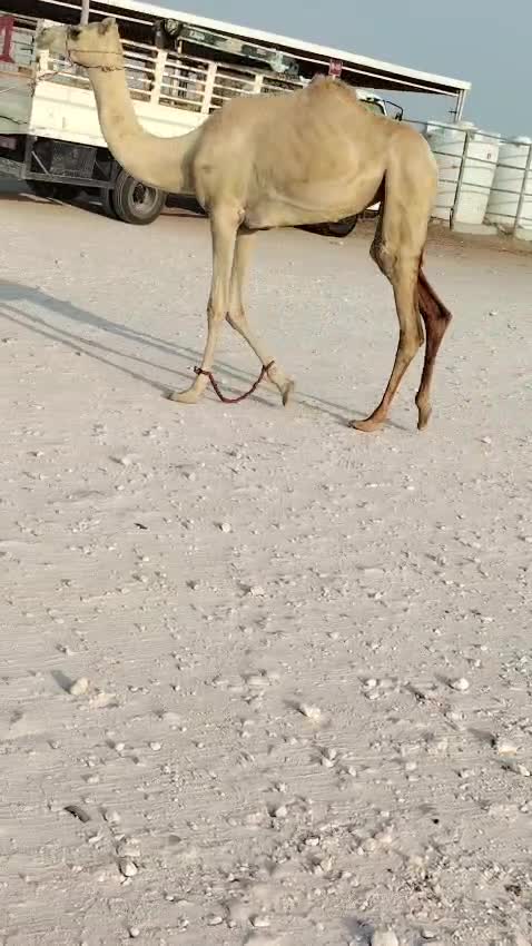 للبيع بكره حقه طيبه - 1
