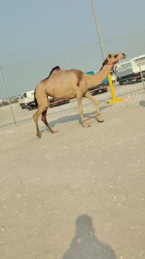 عراااااض فخااار بكره عمانيه طيبه - 1