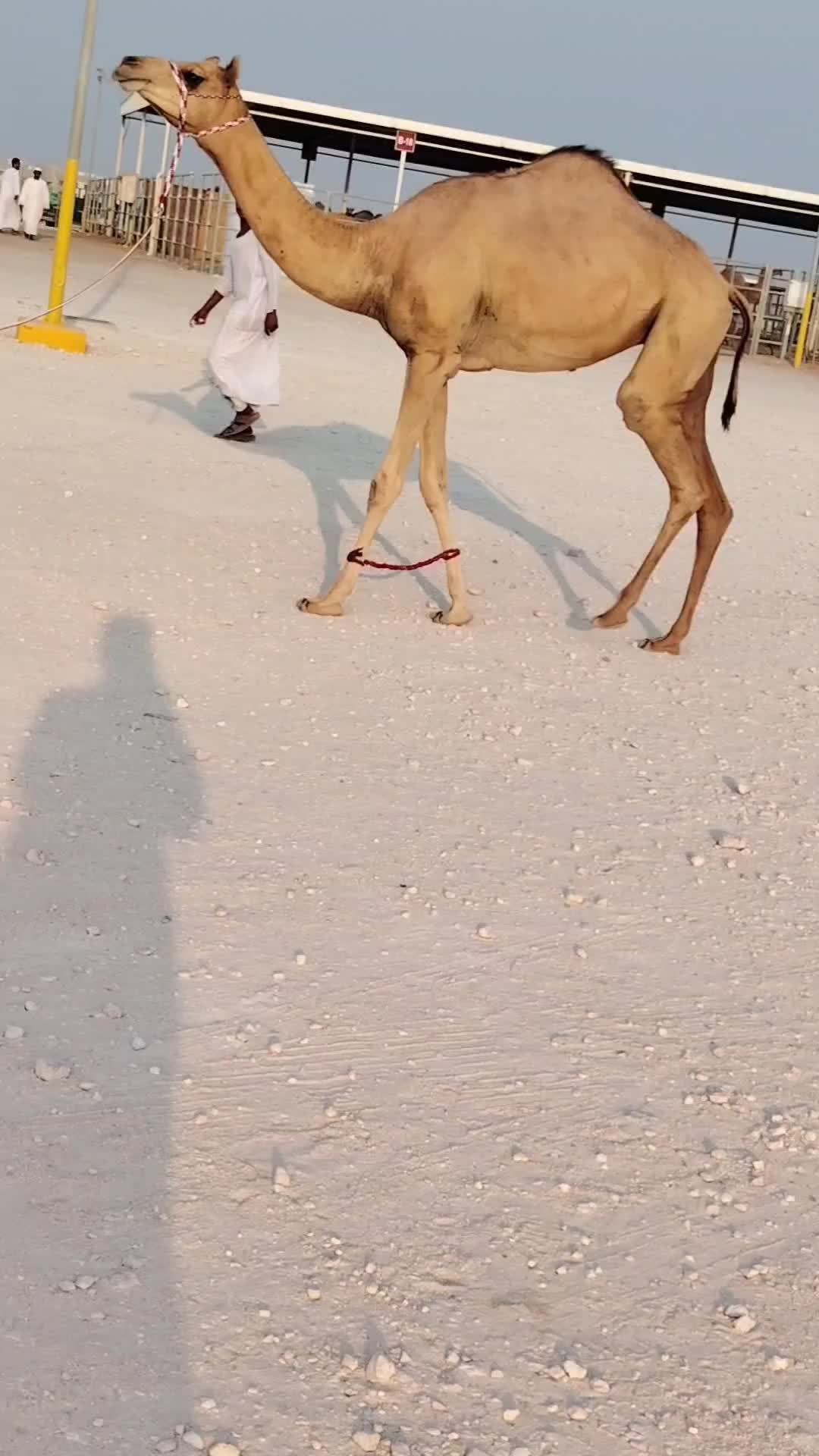 للبيع بكره لقيه - 1