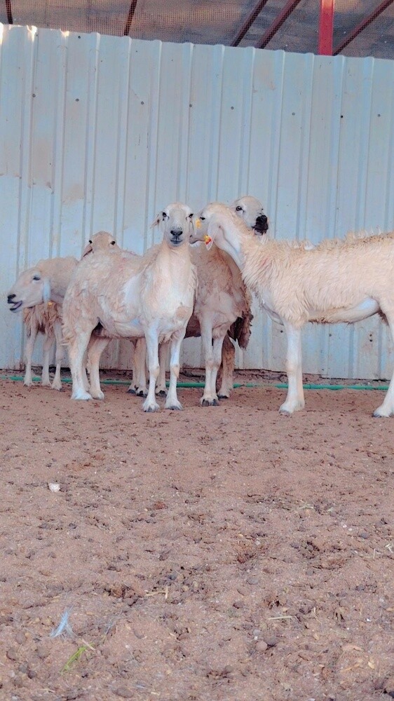 شويهات حبص - 4