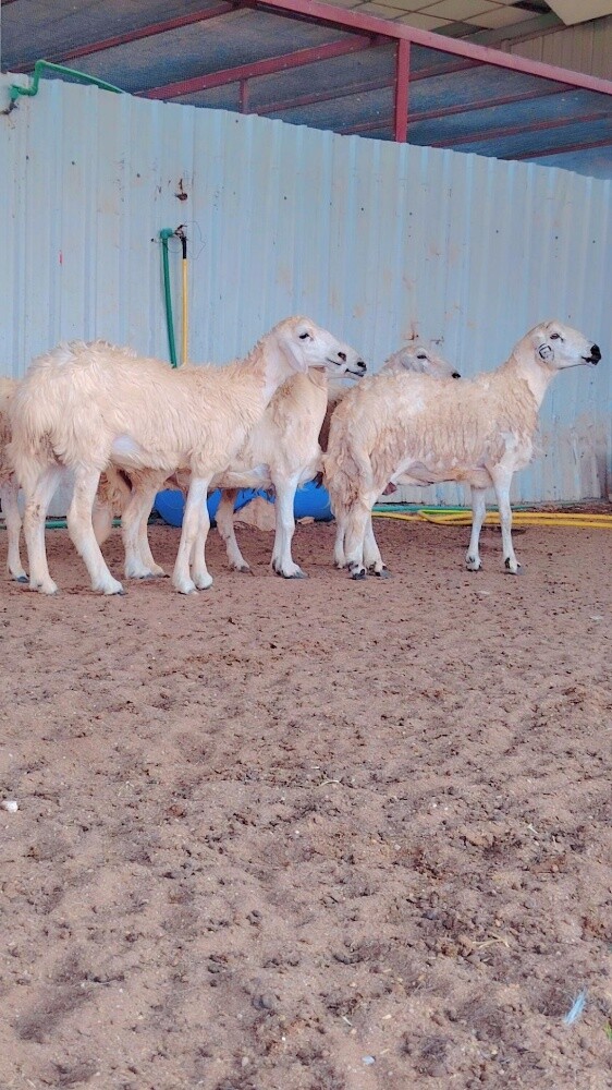 شويهات حبص - 2