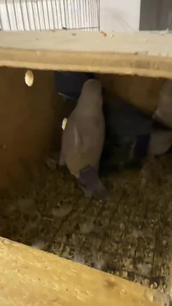 love bird  - 4