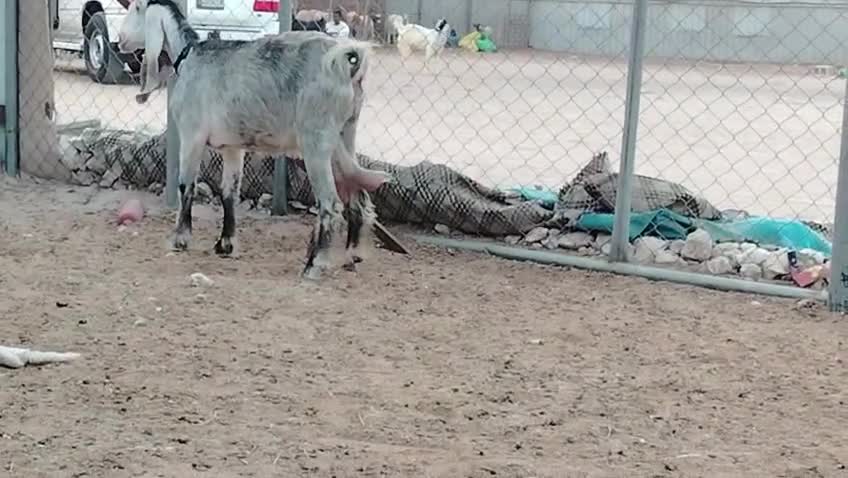 عنز عارضيه دفيع طيبه - 1