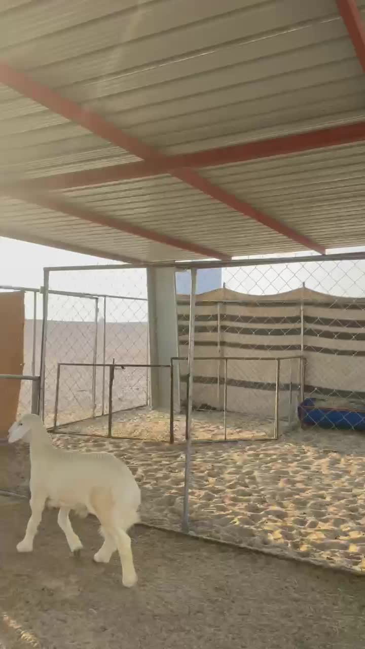 طلي حبصي فل الفل فاخر . - 1