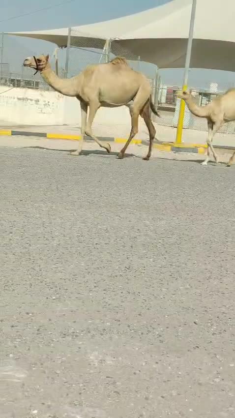 خلفه - 1