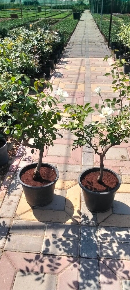 Garden work - 26