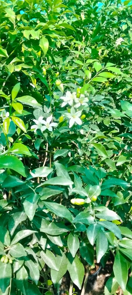 Garden work - 28