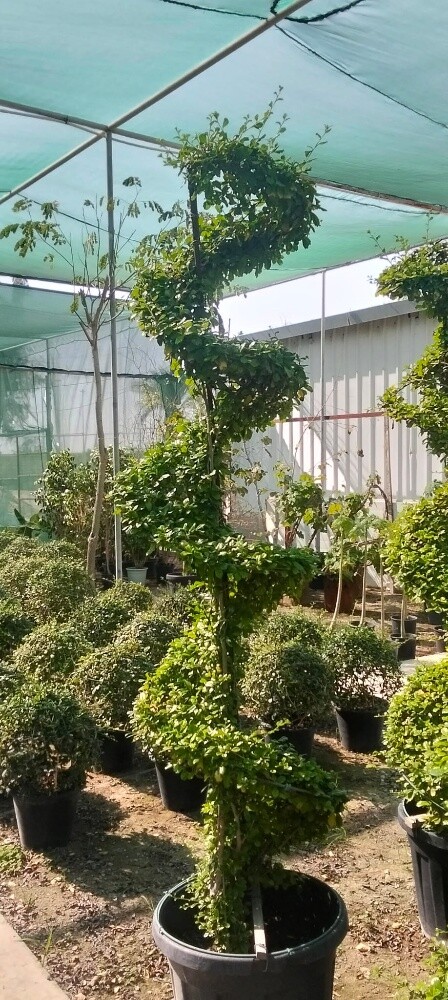 Garden work - 27