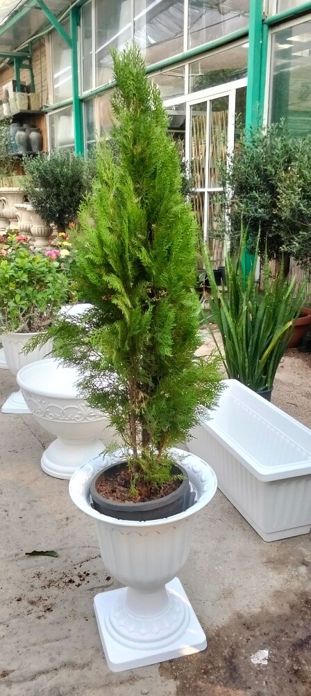 Garden work - 21