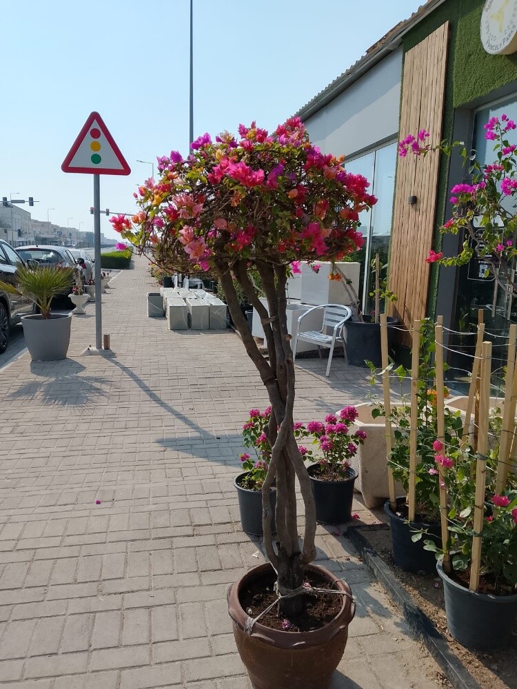 Garden work - 29