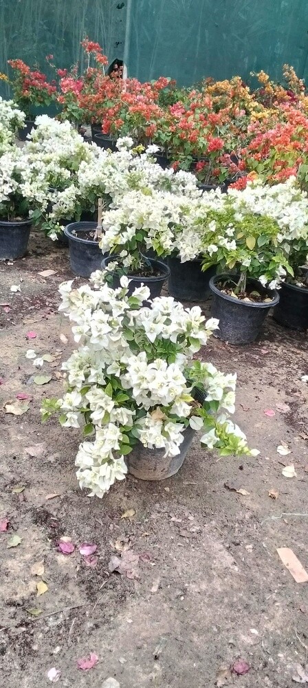 Garden work - 23