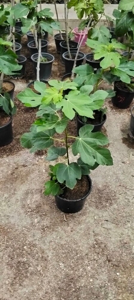 Garden work - 11