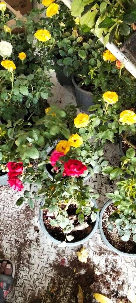 Garden work - 9