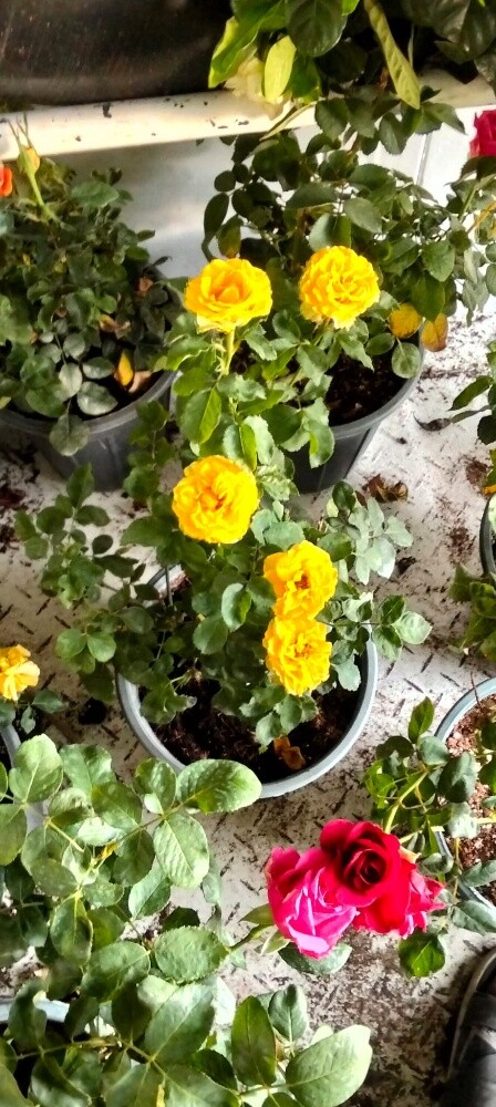 Garden work - 8