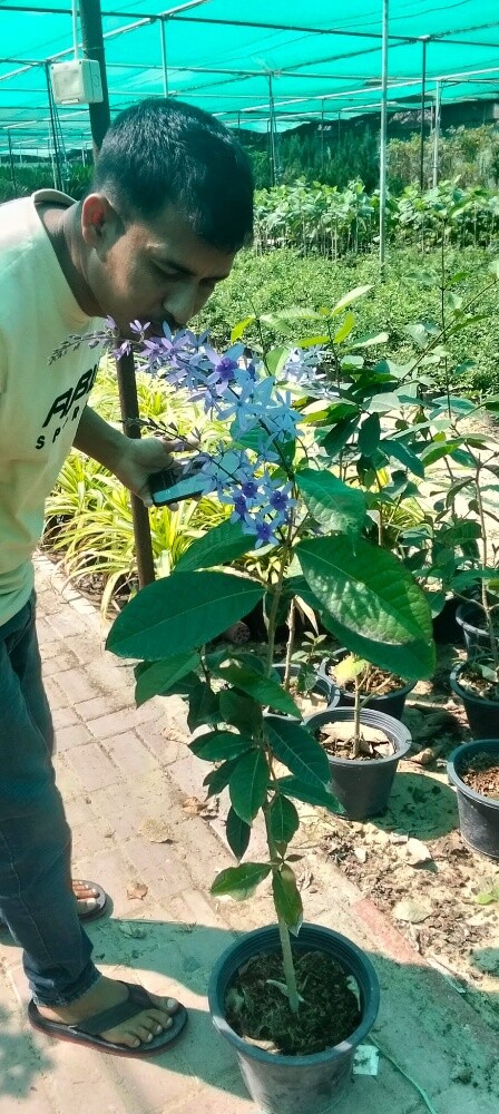 Garden work - 25