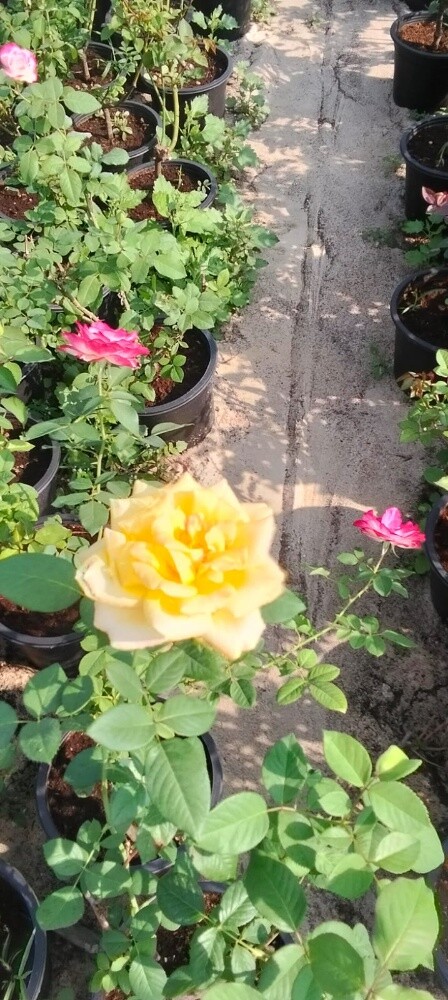 Garden work - 20