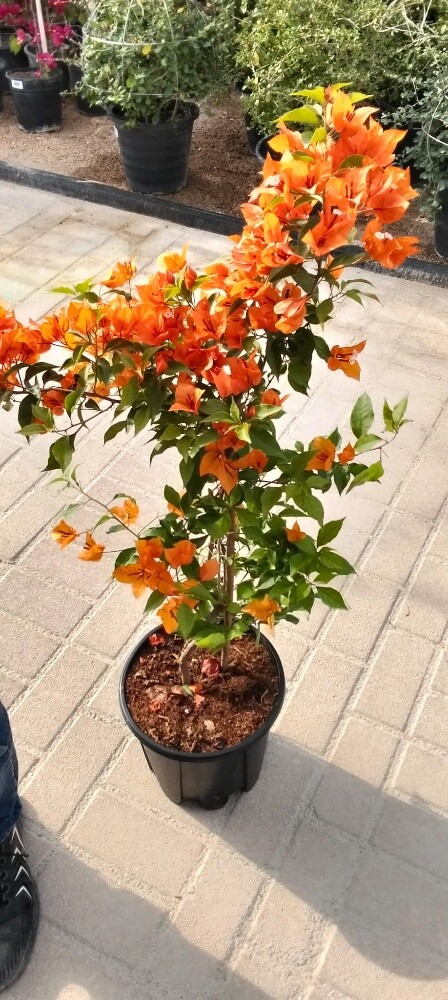 Garden work - 12