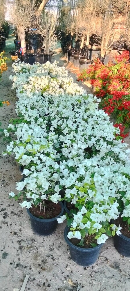 Garden work - 18