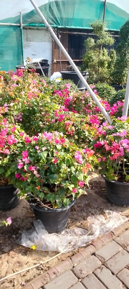 Garden work - 22