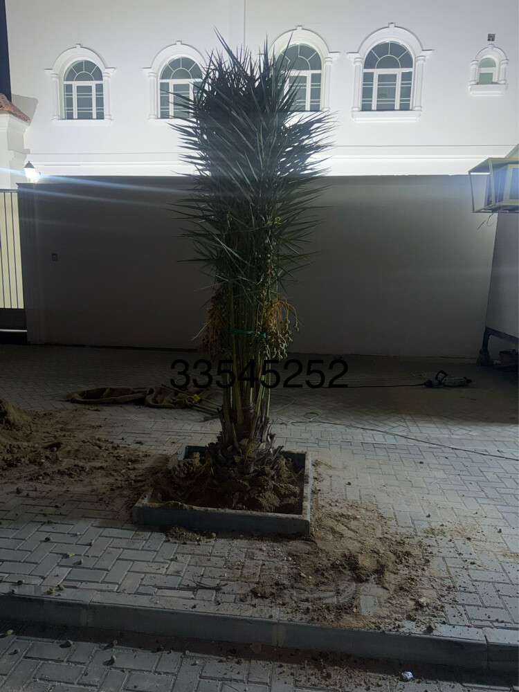 نخل للبيع - 22
