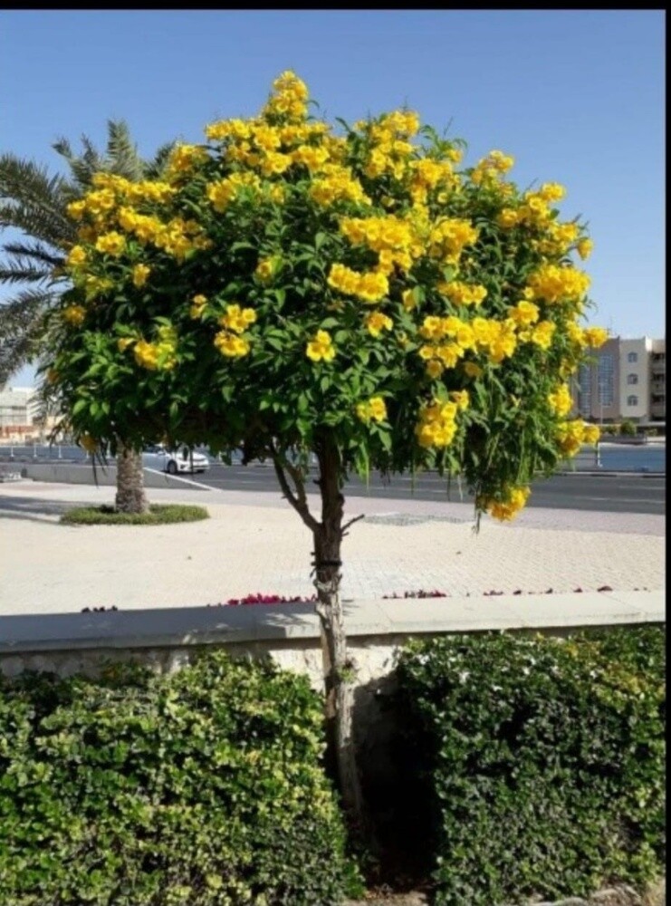 حدائق - 4