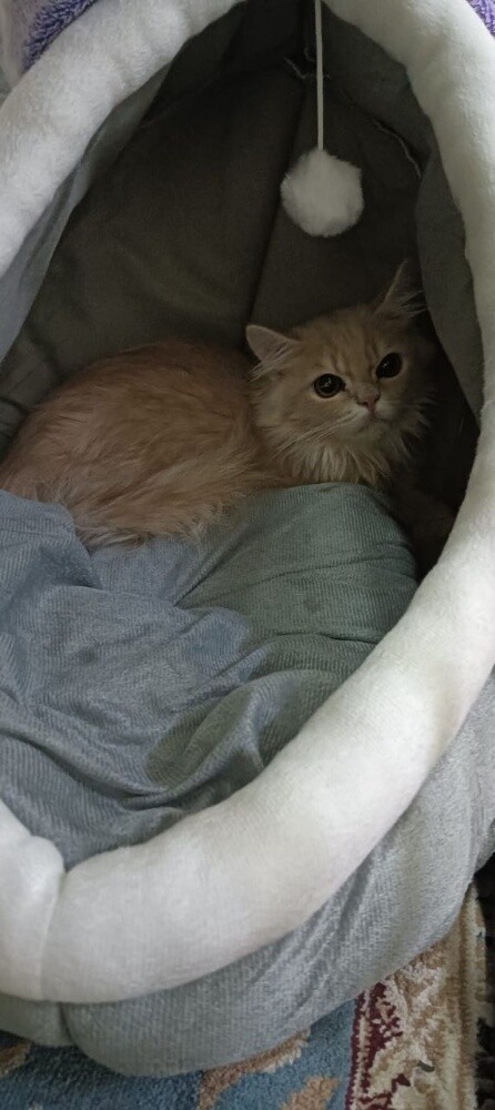 Persian Cat - 1