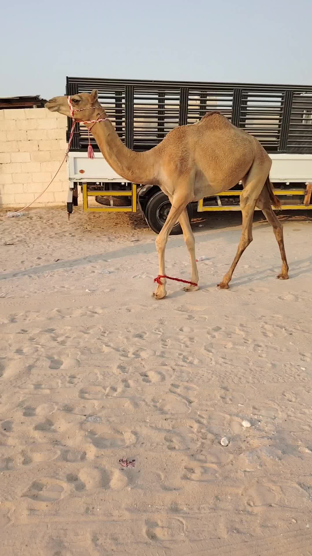 لبيع بكره  حقه الاب النادر بن - 1
