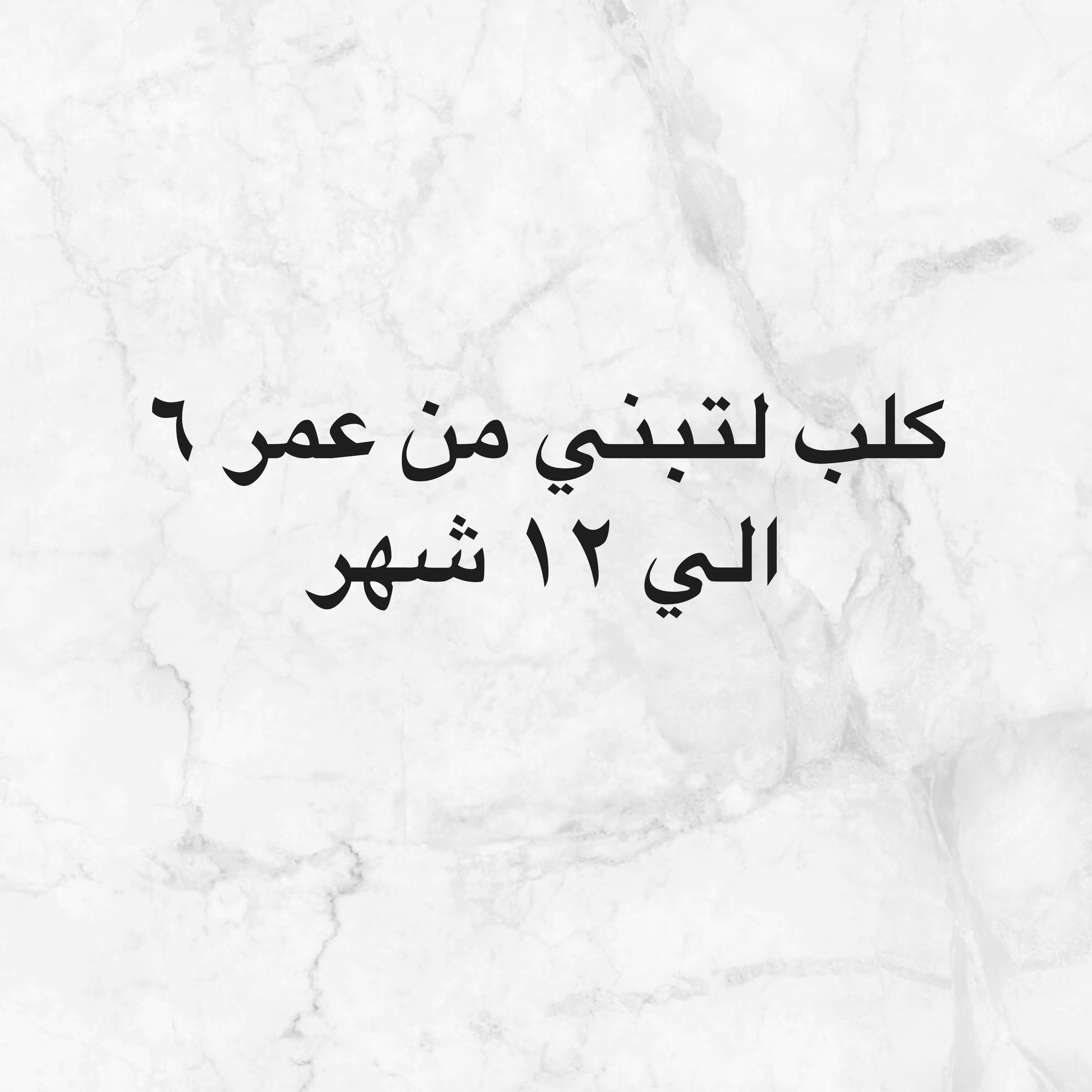 مطلوب كلب لتبني - 1