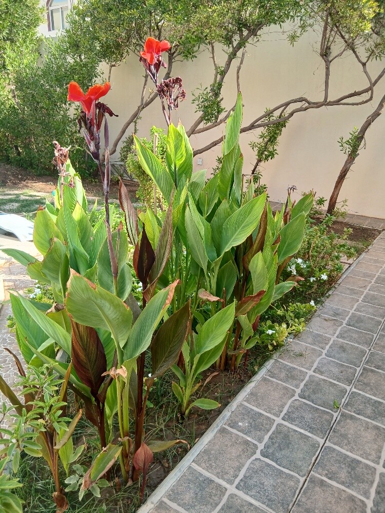 بباجار البلوشی - 7