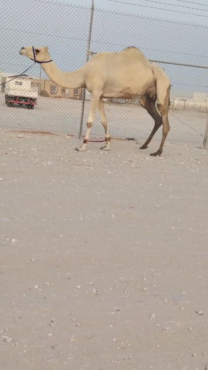 للبيع ناقه عشره - 1