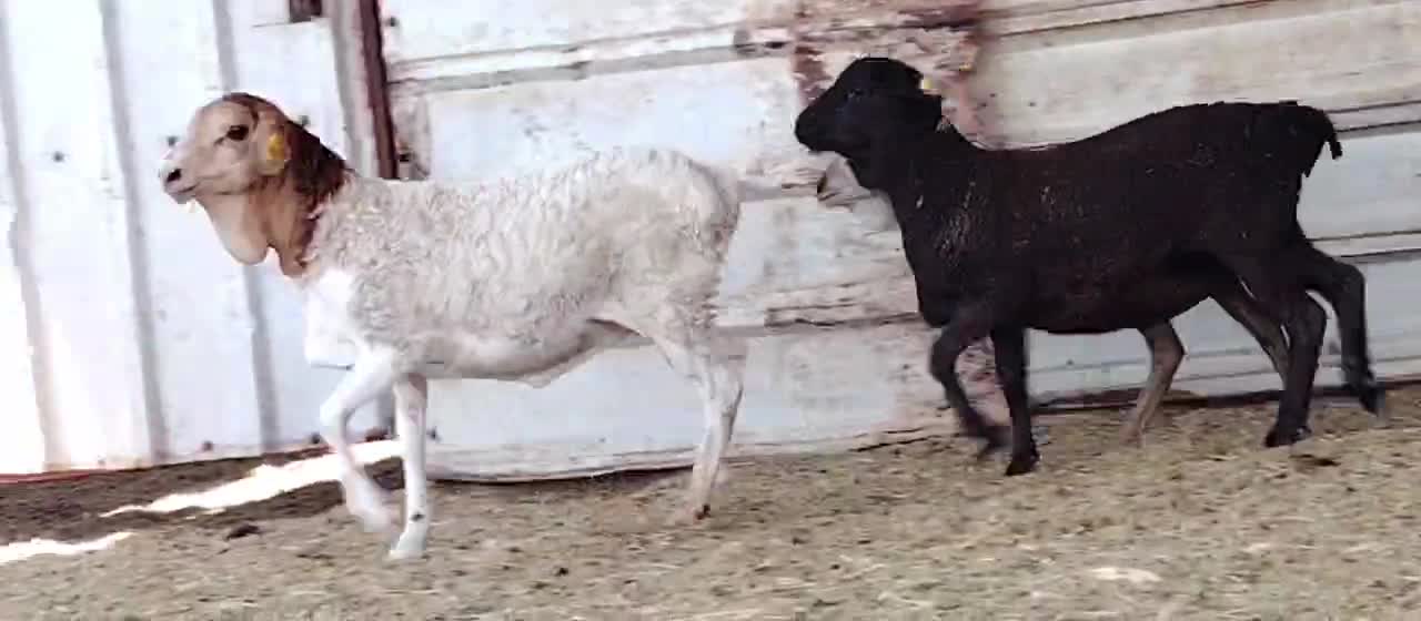 للبيع رخال بربر طيبه - 3