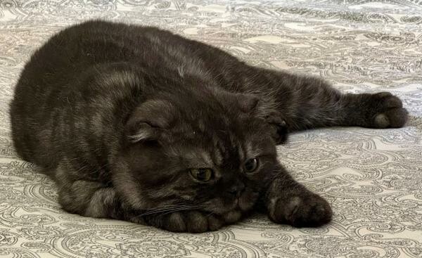 Scottish Fold Cat - Male - 3