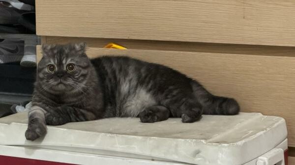 Scottish Fold Cat - Male - 2