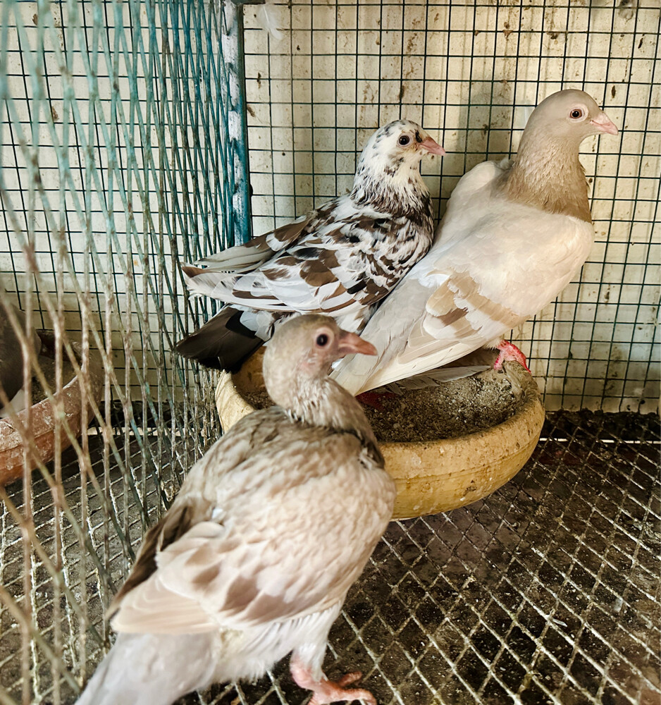 2 Zajel almond pairs - 2