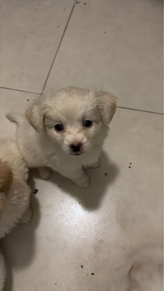 New born pets - 5