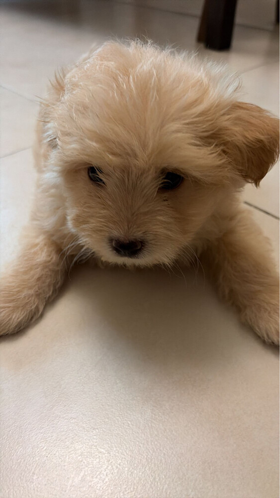 New born pets - 4