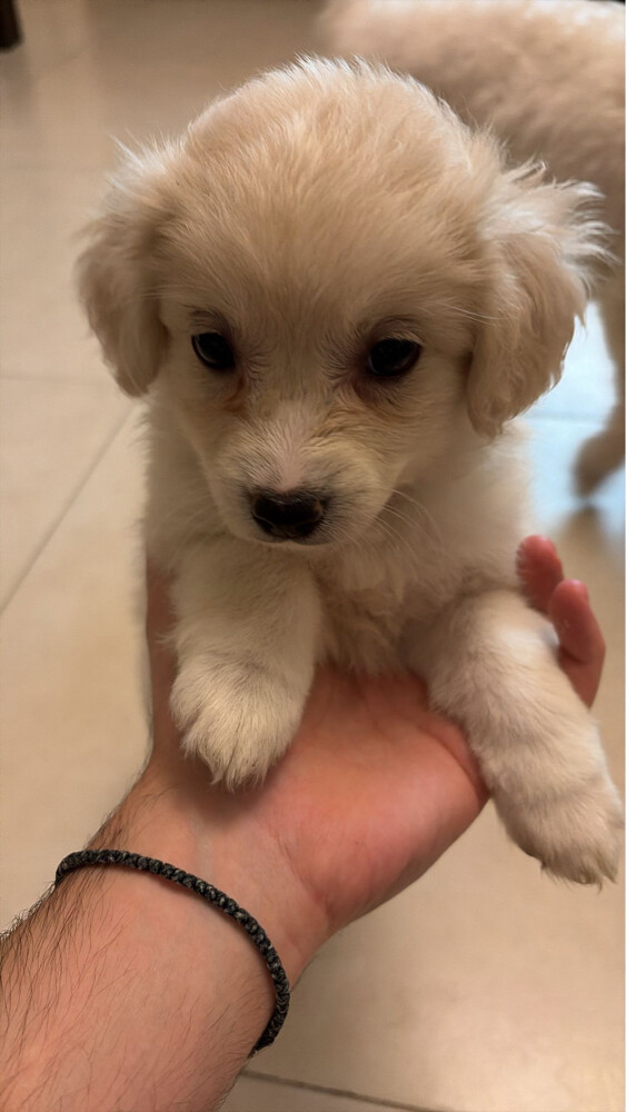 New born pets - 2