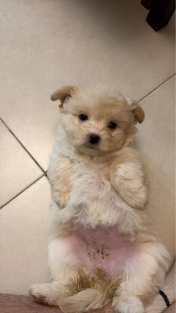 New born pets - 3