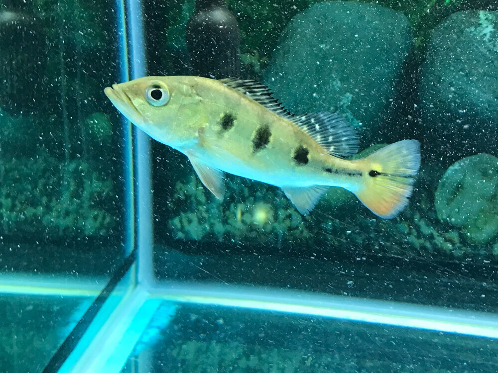 peacock bass Kelberi - 3