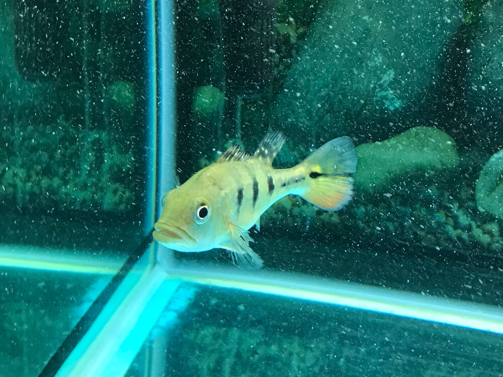 peacock bass Kelberi - 2