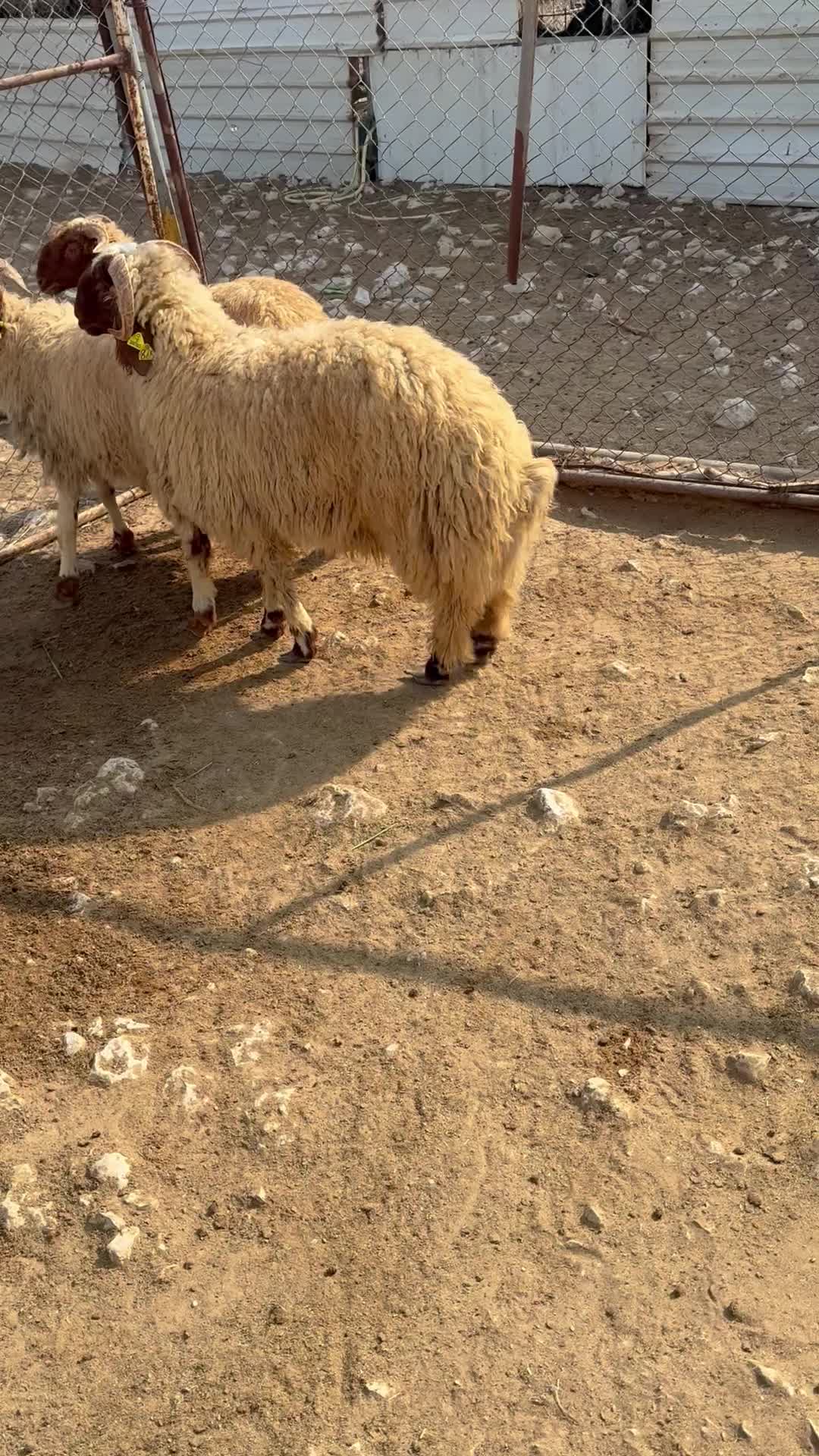 للبيع - 1