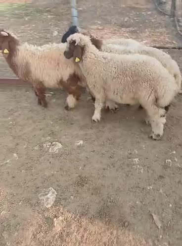 للبيع  - 1
