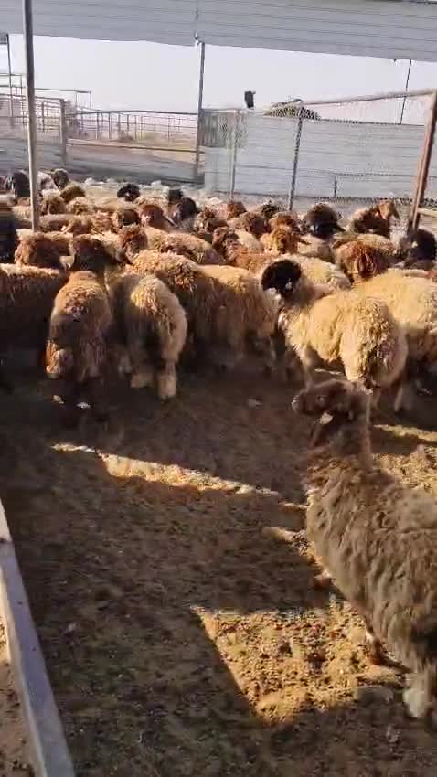 SHEEP FEMALE - 1