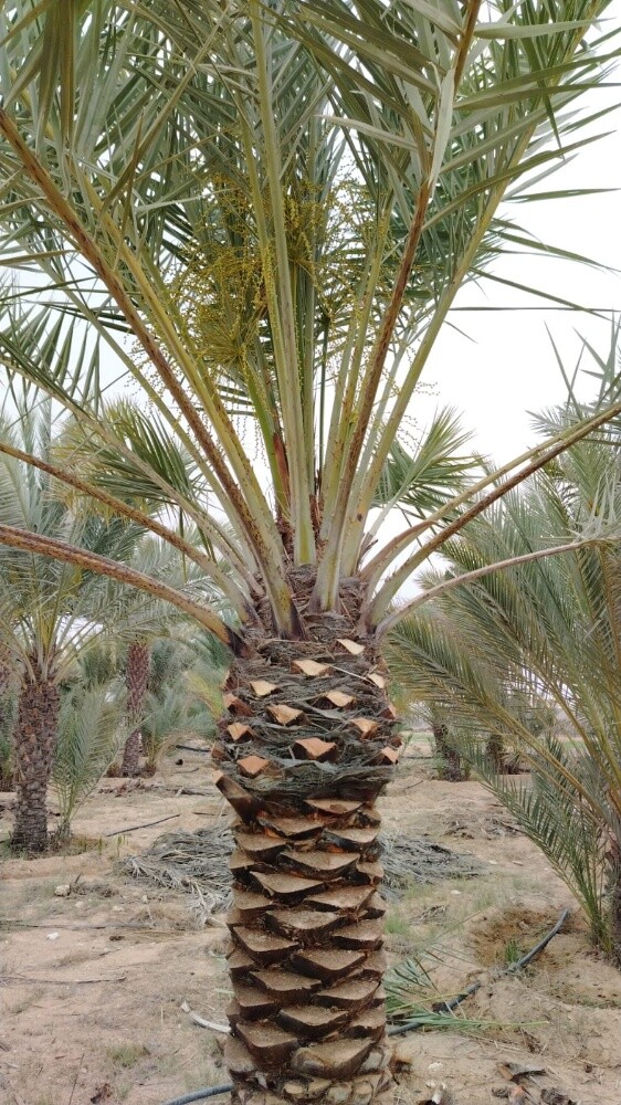 جميع انواع النخيل - 4