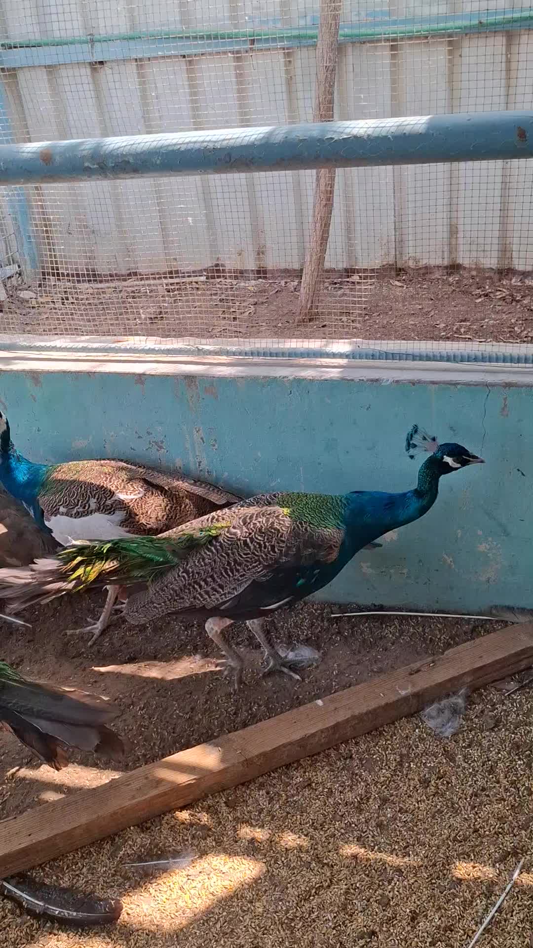 كاؤؤس للبيع - 1
