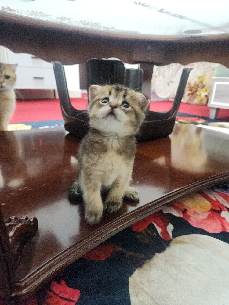 Scottish fold kittens - 7