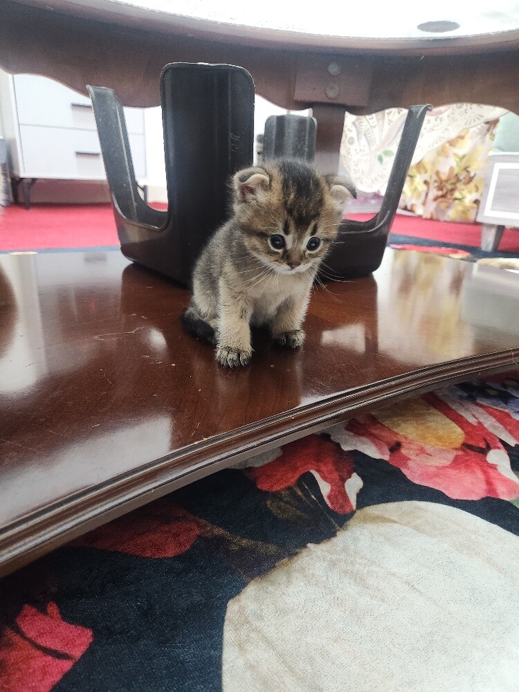 Scottish fold kittens - 8